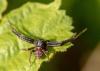 Xysticus sp.